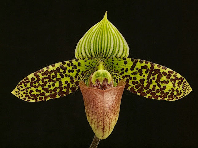Species Orchids