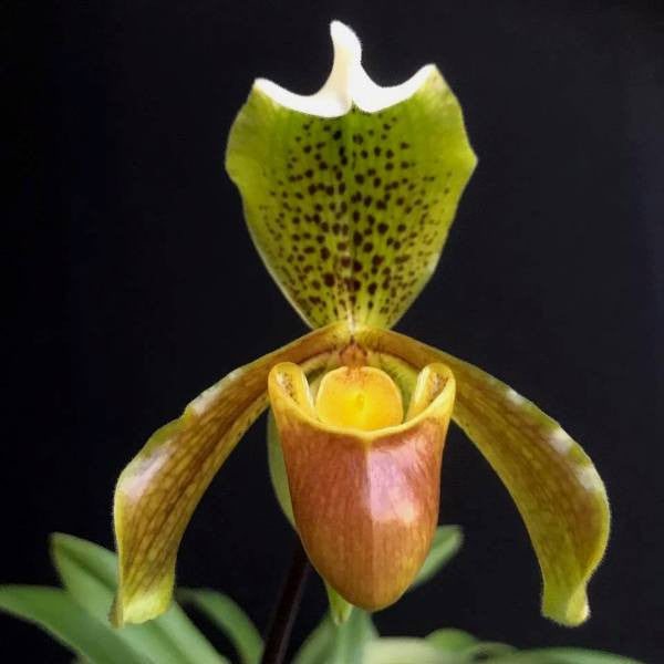 Paph. insigne