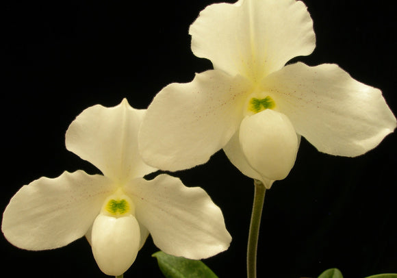 Paph. Albion FCC RHS