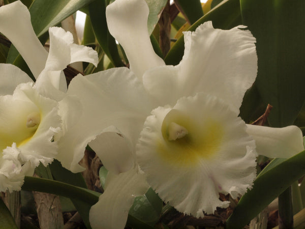 Brassocattleya Pastoral 'Innocence' AM/AOS