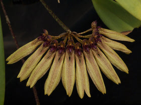 Cirrhopetalum (Bulbophyllum) picturatum
