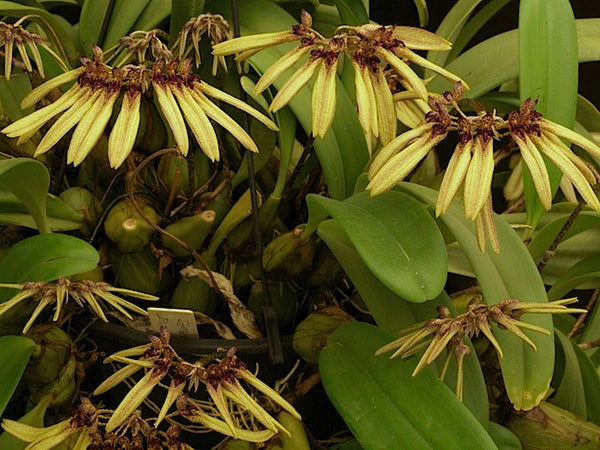 Cirrhopetalum (Bulbophyllum) picturatum