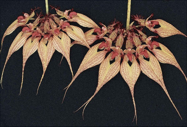 Cirrhopetalum (Bulbophyllum) rothschildianum