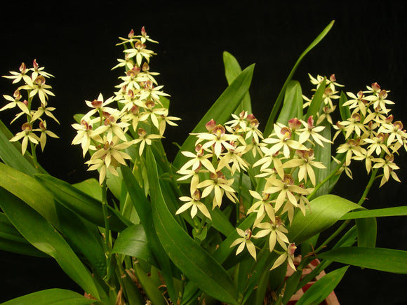 Encyclia lancifolia