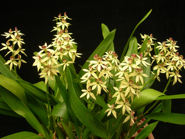 Encyclia lancifolia