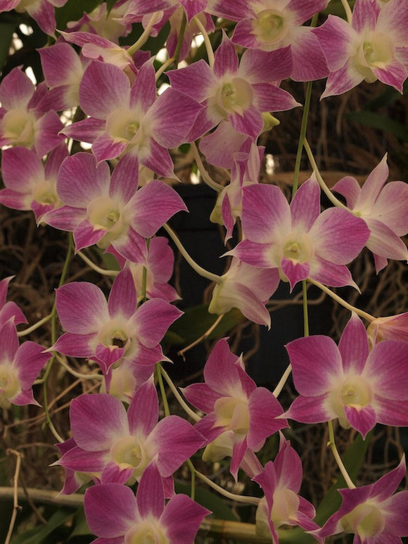 Dendrobium Impact ‘Nickys’