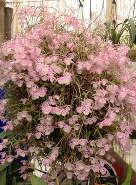 Dendrobium Bohemian Rhapsody (Den loddigesii x Den aphyllum) syn. Den pierardii.