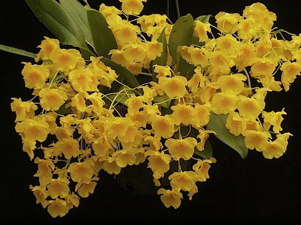 Dendrobium lindleyi (syn. aggregatum)