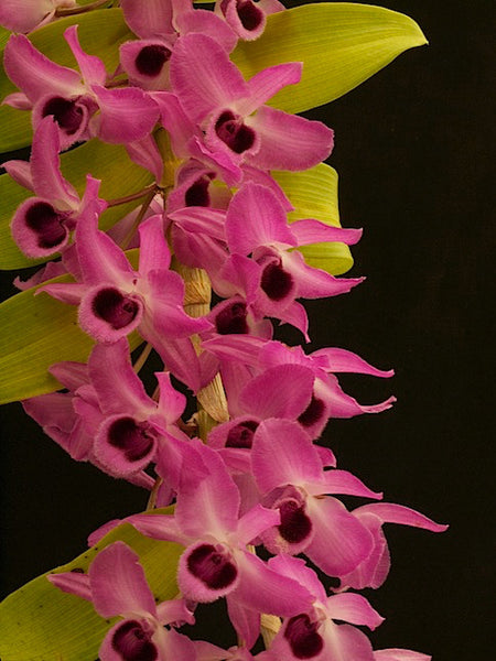 Dendrobium   anosmum