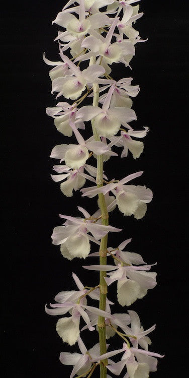 Dendrobium aphyllum syn. pierardii
