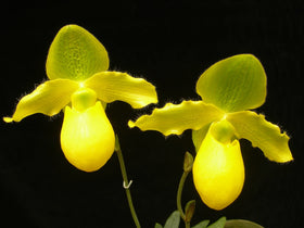 Paph. Duo de Citron (primulinum x Paph. Golddollar ‘Tetragold’ 4n)