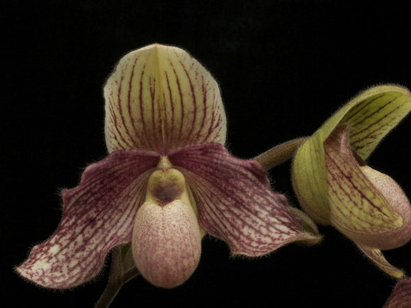 Edithiae (bellatulum x chamberlanianum)