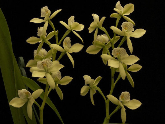 Encyclia radiata