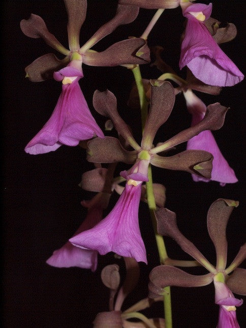 Encyclia cordigera Sharon HCC / AOC