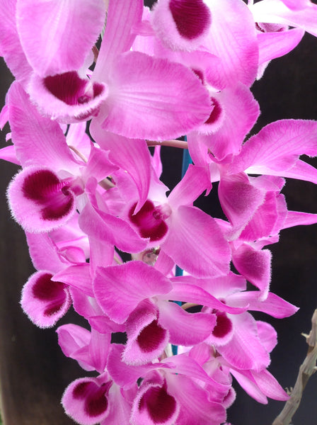 Dendrobium Adastra ‘Nicky’s