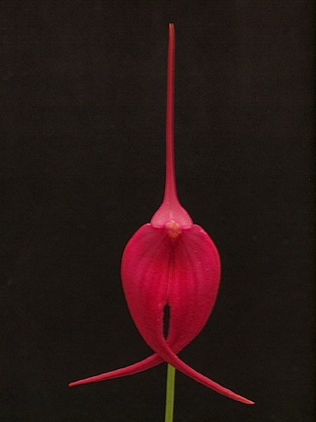 Masdevallia Machu Picchu 'Jay Vee' AM/AOC