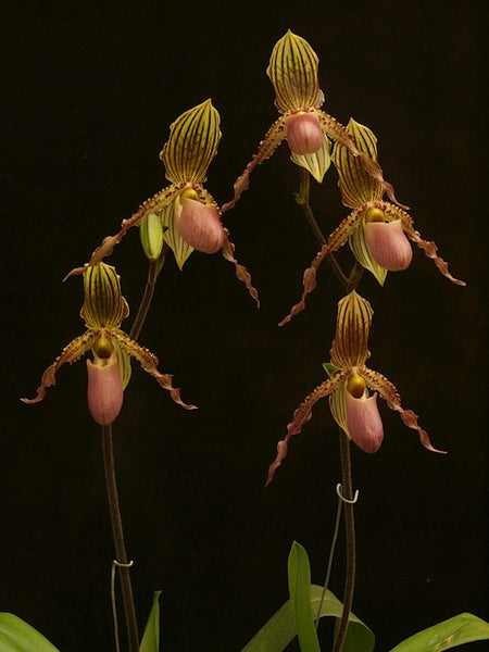Paph. X jogjae (glaucophyllum x praestans)