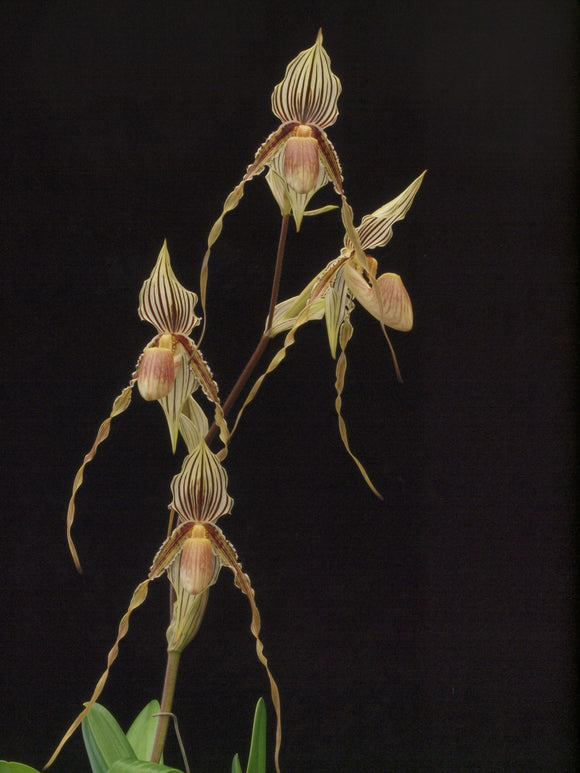 Paph. Edna Ratcliffe "Matriarchal Curls" (St Swithins x praestans)