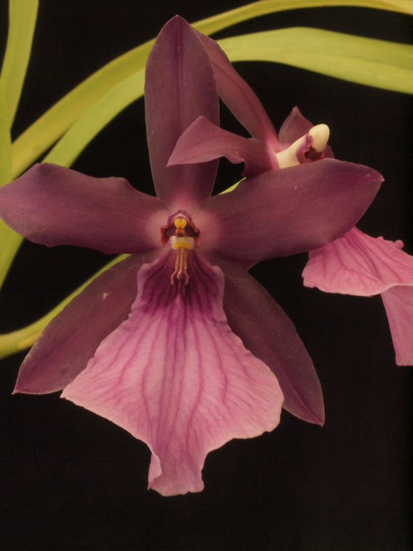 Miltonia spectabilis var. morelliana