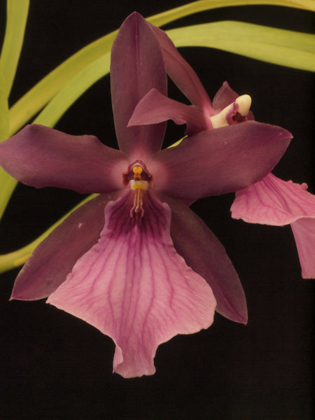 Miltonia spectabilis var. morelliana