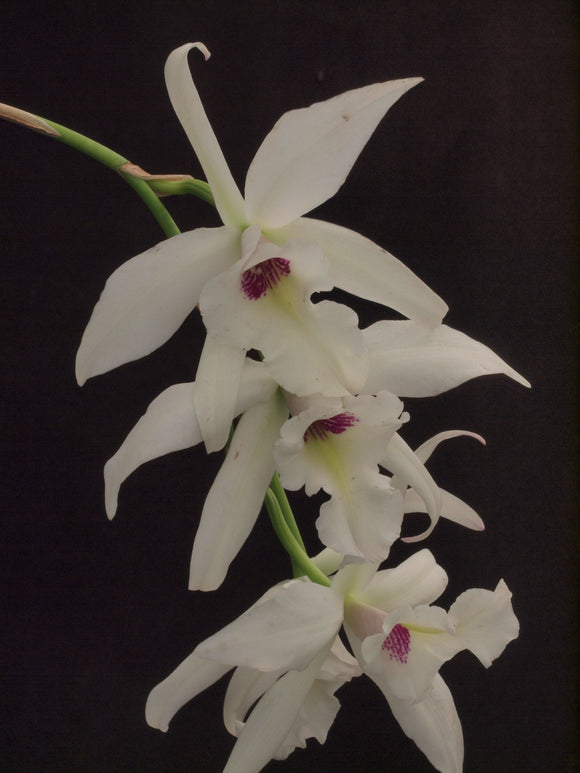 Brassolaelia Sea Urchin (Laelia anceps x Brassavola glauca)