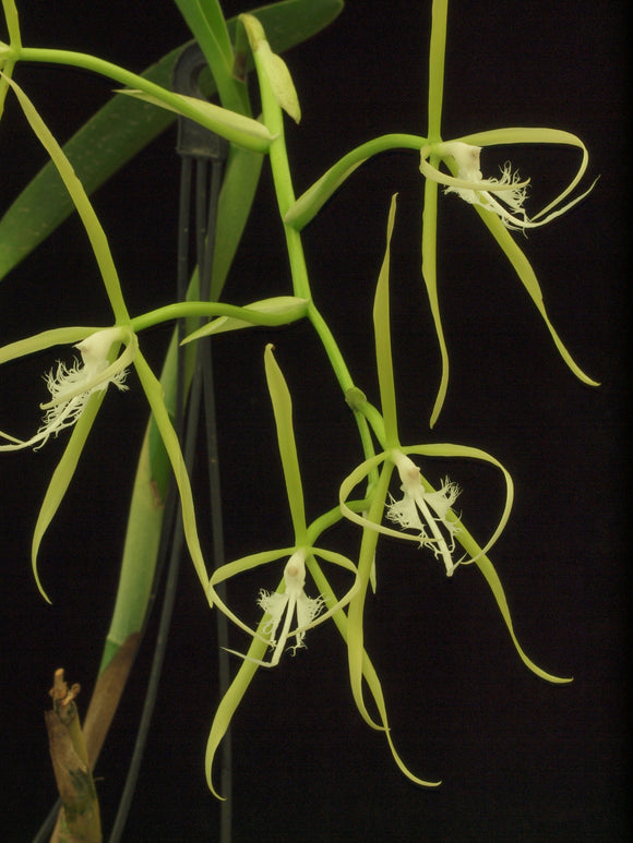 Encyclia ciliare