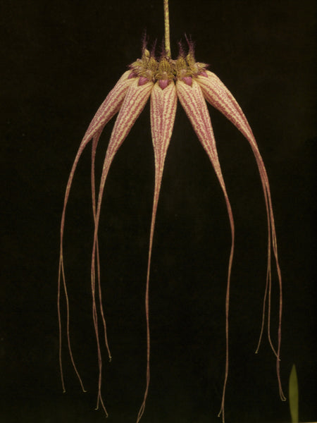 Cirrhopetalum Elizabeth Ann ‘Buckleberry’ FCC/RHS AM/AOC