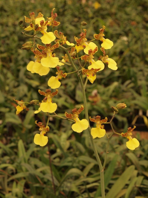 Oncidium splendidum