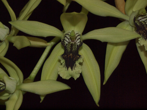 Coelogyne Burfordense
