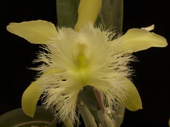 Brassavola digbyana or Rhyncholaelia digbyana Species from Mexico