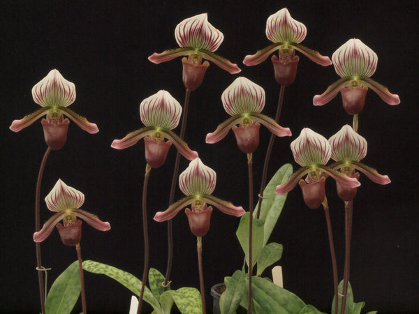 Paph. barbatum "Barbara"