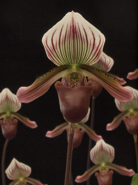 Paph. barbatum "Barbara"