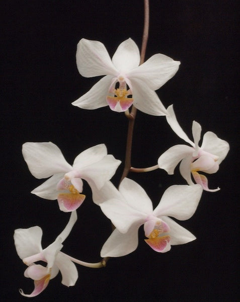 Phalaenopsis intermedia