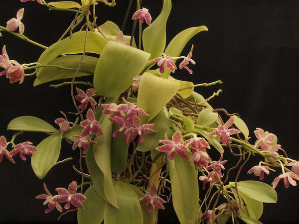 Phalaenopsis. luddemanniana 'Zuma'