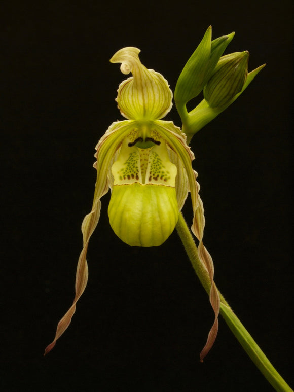 Phrag. pearcei