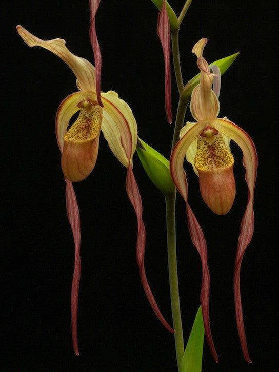 Phragmipedium Geralda (caudatum var. sanderae x lindleyanum)