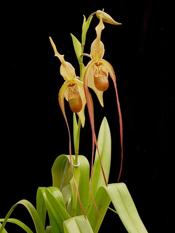 Phragmipedium Grande ‘Chinaman’