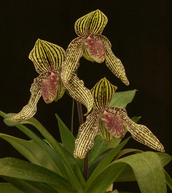 Paph. Rolfei ‘Vampira’ (bellatulum x rothschildianum)