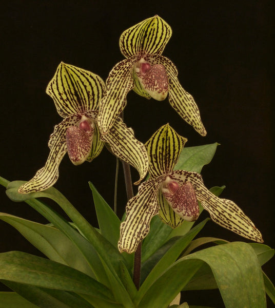 Paph. Rolfei ‘Vampira’ (bellatulum x rothschildianum)