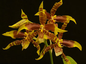 Rossioglosssum grande