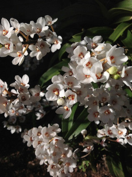 Sarcochilus hartmannii - species