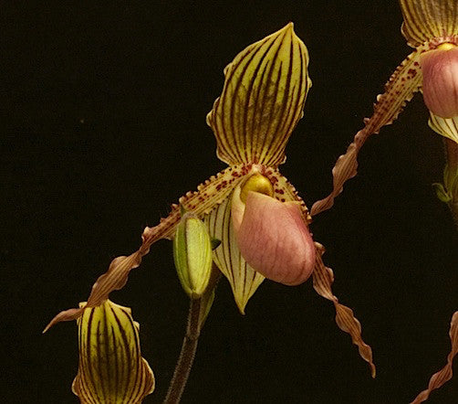 Paph. X jogjae (glaucophyllum x praestans)