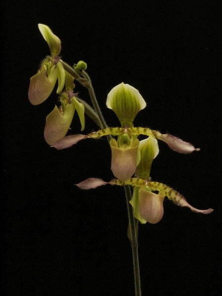 Paph. Quirola (haynaldianum x liemiana)
