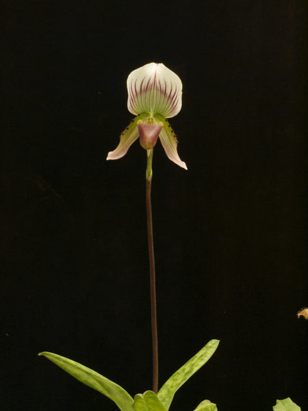 Paph.crossii  syn.callosum
