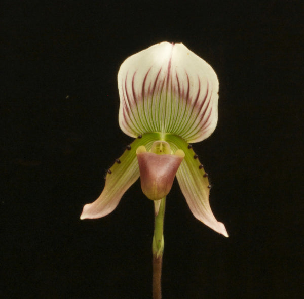 Paph.crossii  syn.callosum