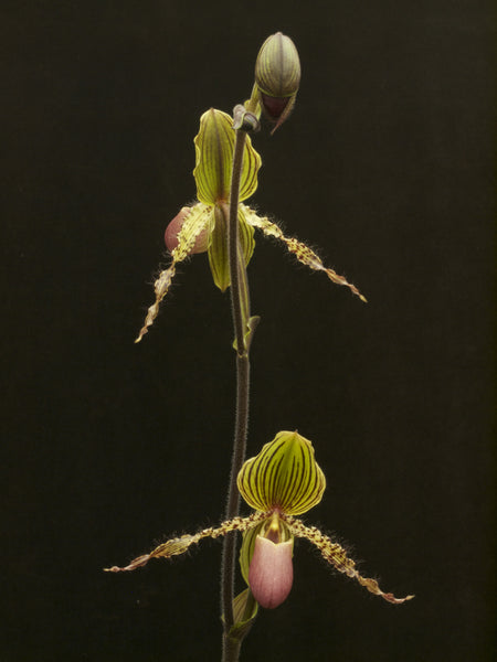 Paph. Vanguard (rothchildianum x glaucophyllum)
