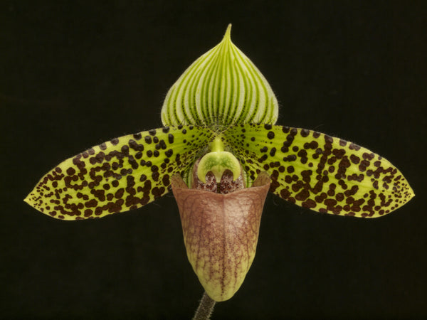 Paph. sukhakulii