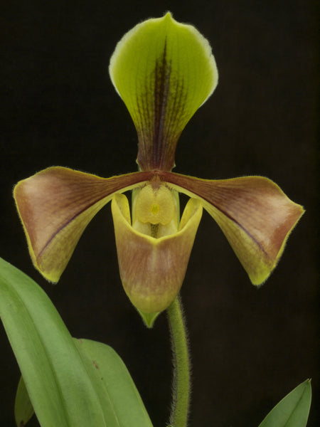 Paph. villosum