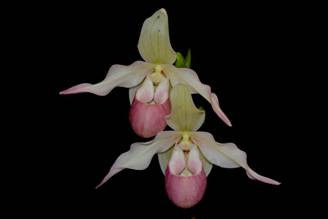 Phrag. Sedenii 'Candidum'