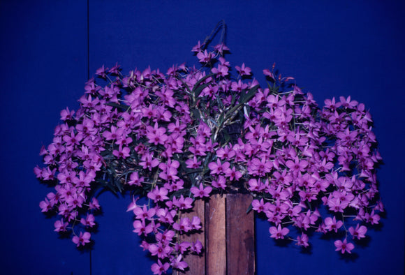 Dendrobium bigibbum var. compactum 'Mauve Shower' CCM/AOC